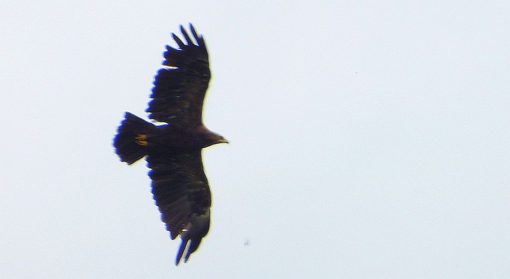 Orlik krzykliwy (Clanga pomarina)