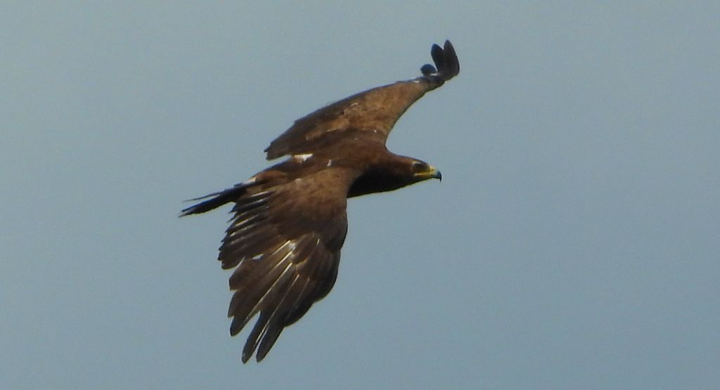 Orlik krzykliwy (Clanga pomarina)