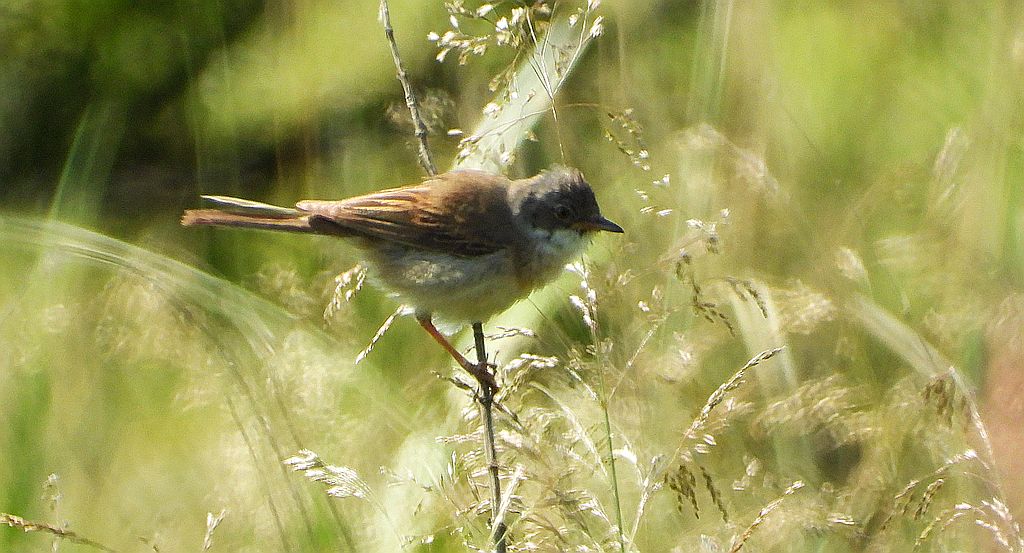 Piegża, piegża zwyczajna, gajówka piegża, pokrzewka piegża (Curruca curruca)