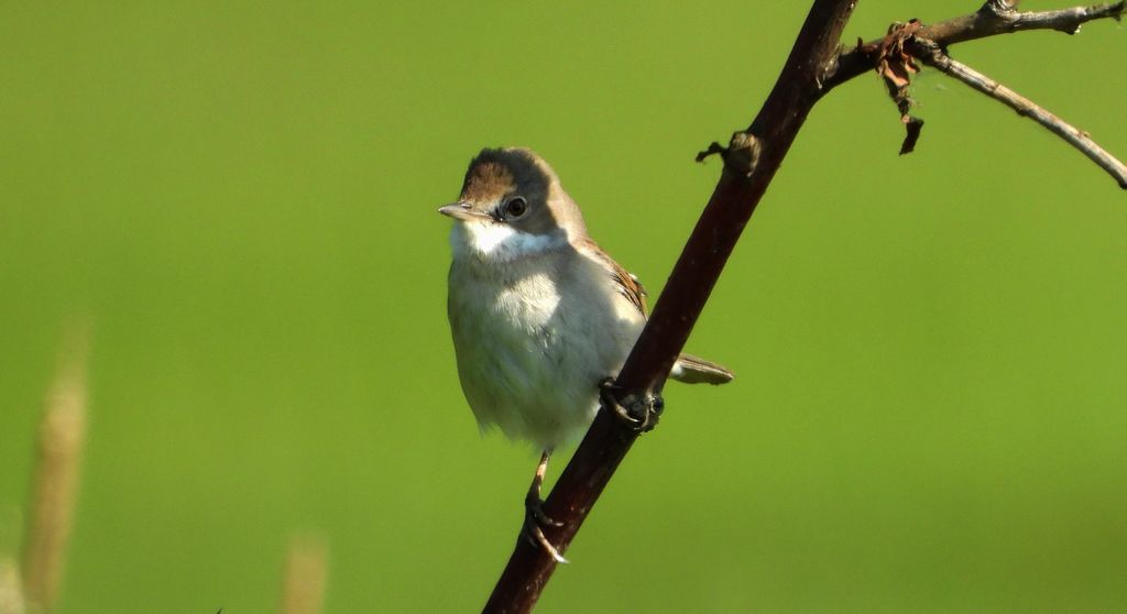 Piegża, piegża zwyczajna, gajówka piegża, pokrzewka piegża (Curruca curruca)
