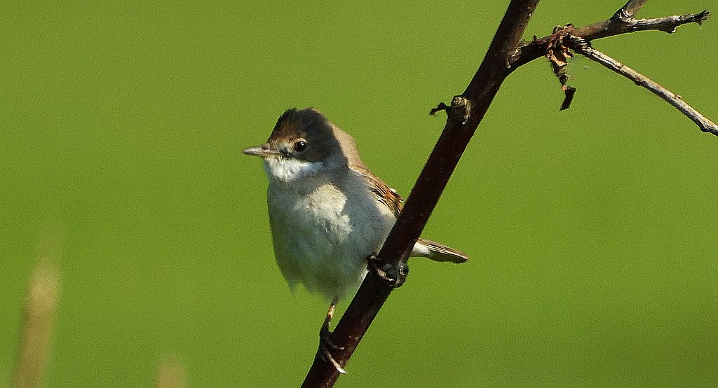 Piegża, piegża zwyczajna, gajówka piegża, pokrzewka piegża (Curruca curruca)