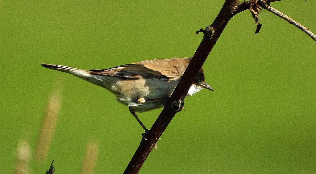 Piegża, piegża zwyczajna, gajówka piegża, pokrzewka piegża (Curruca curruca)