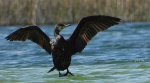 Kormoran, kormoran czarny (Phalacrocorax carbo)