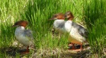 Nurogęś, tracz nurogęś (Mergus merganser)