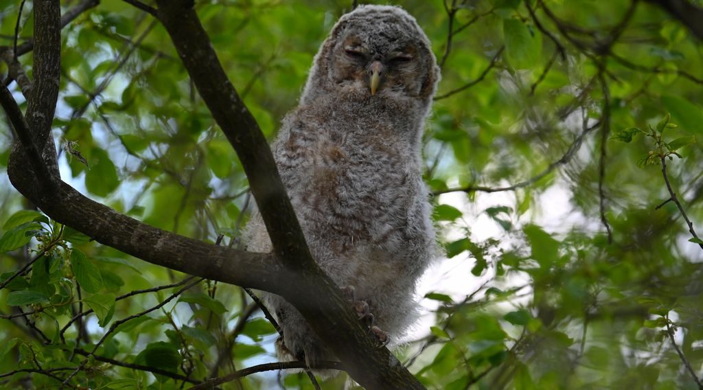 Puszczyk (Strix aluco)