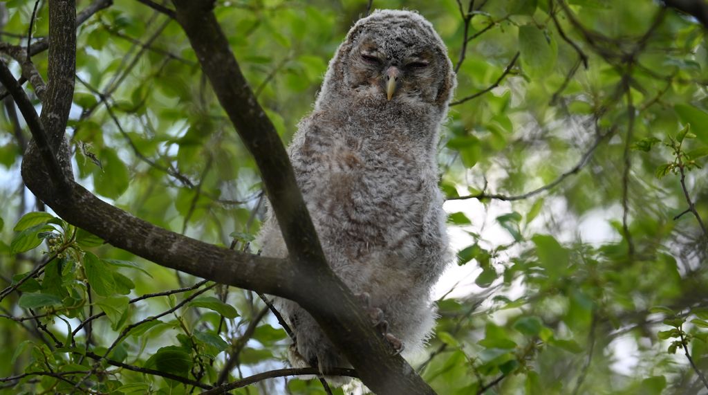 Puszczyk (Strix aluco)