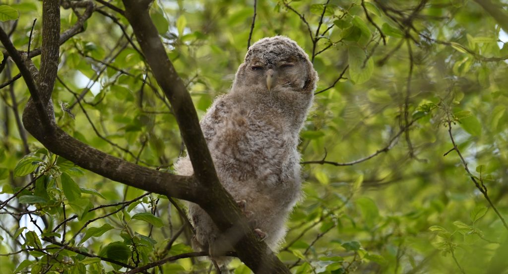 Puszczyk (Strix aluco)