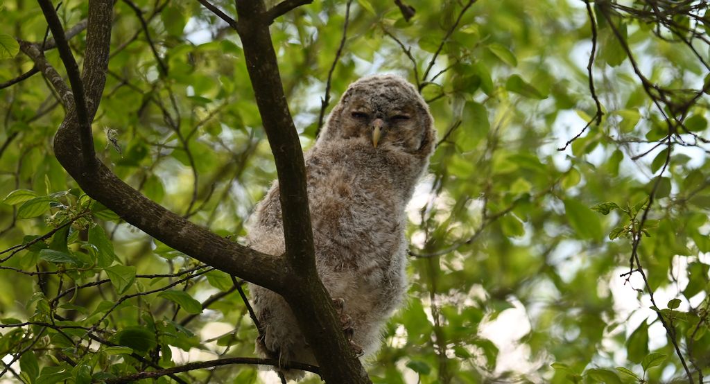 Puszczyk (Strix aluco)