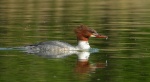 Nurogęś, tracz nurogęś (Mergus merganser)