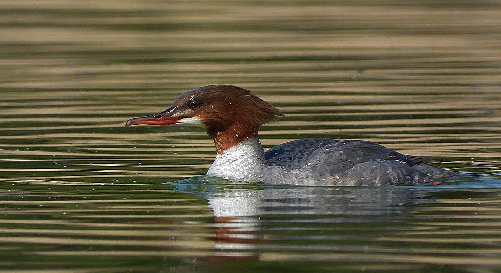 Nurogęś, tracz nurogęś (Mergus merganser)