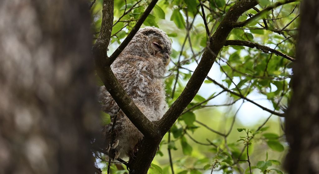 Puszczyk (Strix aluco)