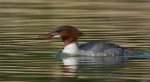 Nurogęś, tracz nurogęś (Mergus merganser)