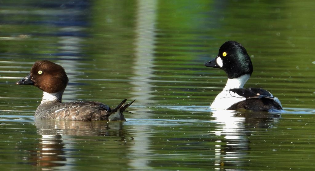 Gągoł, gągoł krzykliwy (Bucephala clangula)