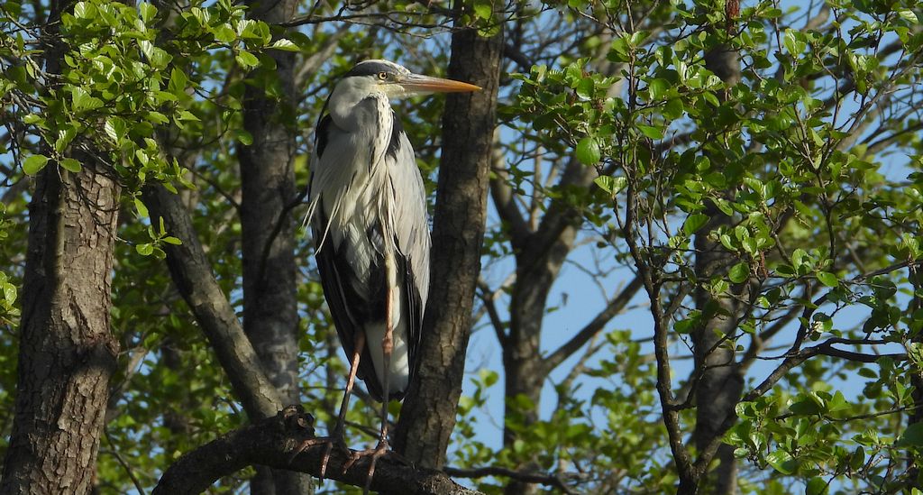 Czapla siwa (Ardea cinerea)