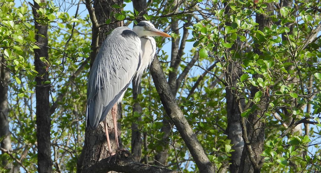 Czapla siwa (Ardea cinerea)