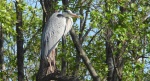 Czapla siwa (Ardea cinerea)
