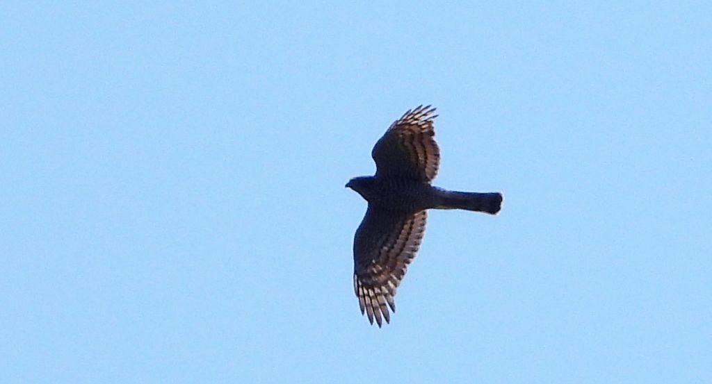 Krogulec, jastrząb wróblarz (Accipiter nisus)