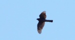 Krogulec, jastrząb wróblarz (Accipiter nisus)