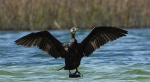 Kormoran, kormoran czarny (Phalacrocorax carbo)