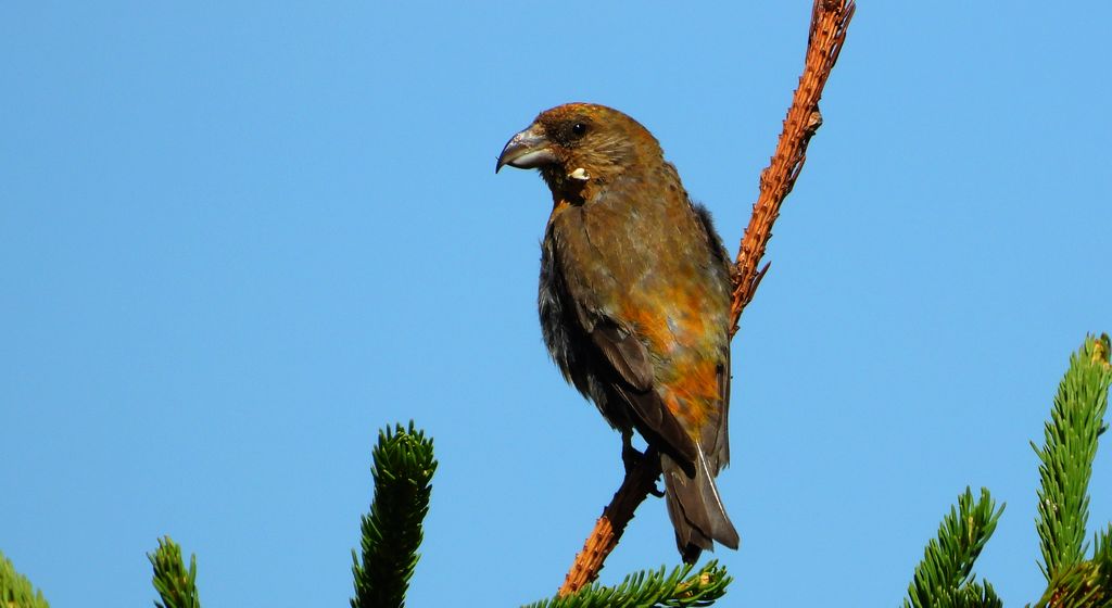 Krzyżodziób świerkowy (Loxia curvirostra)