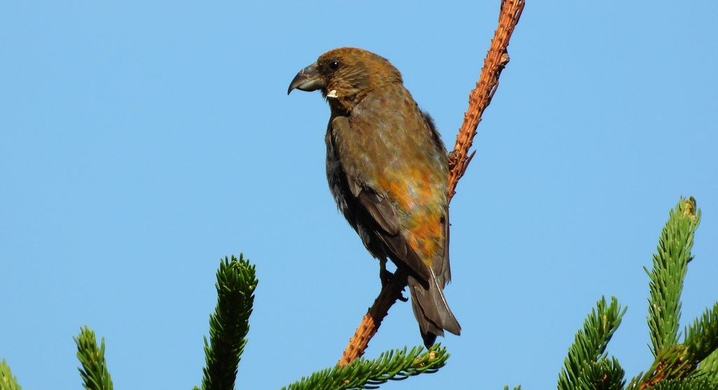 Krzyżodziób świerkowy (Loxia curvirostra)