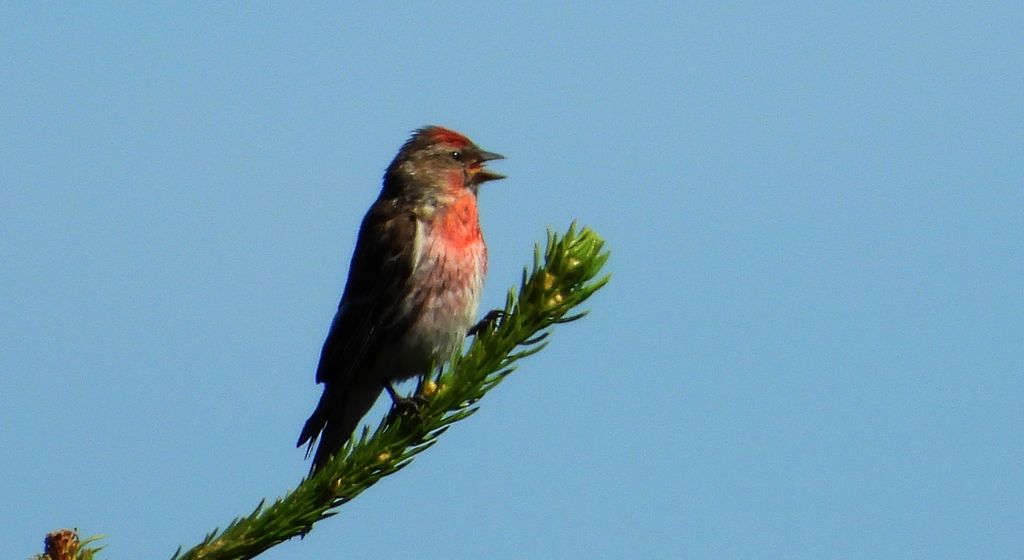 Makolągwa zwyczajna, mokolągwa (Linaria cannabina)
