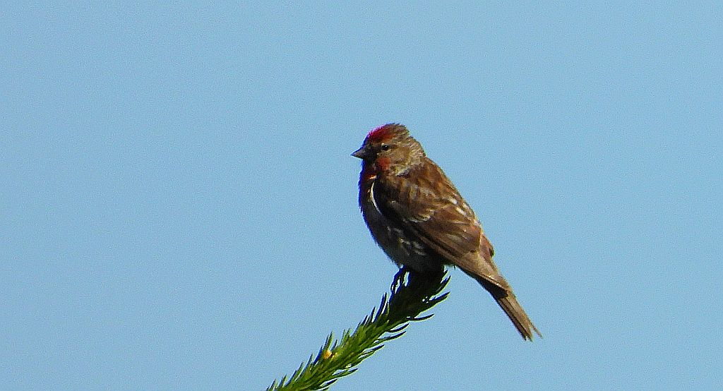 Makolągwa zwyczajna, mokolągwa (Linaria cannabina)