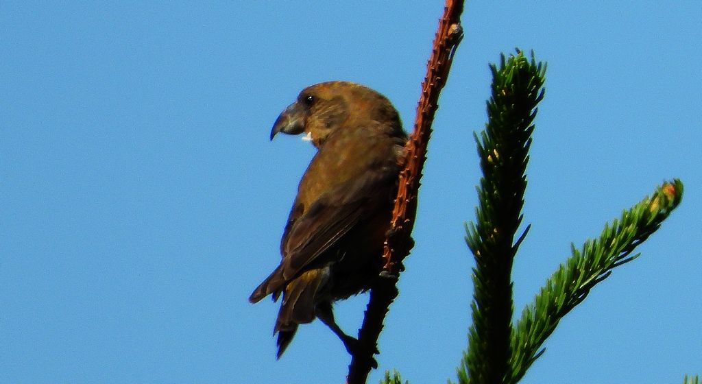 Krzyżodziób świerkowy (Loxia curvirostra)