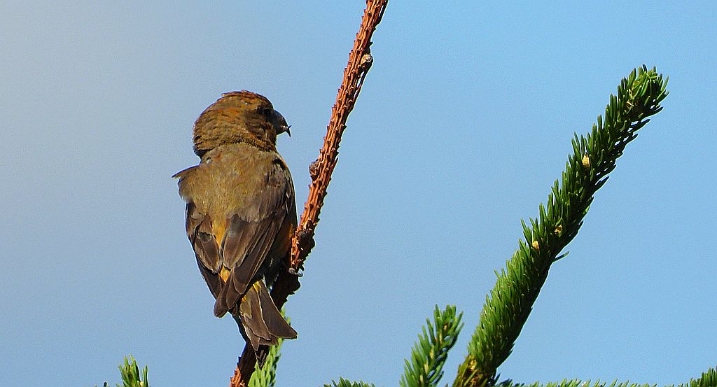 Krzyżodziób świerkowy (Loxia curvirostra)