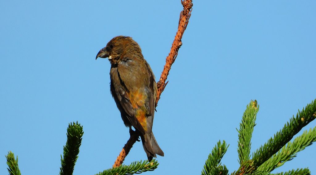 Krzyżodziób świerkowy (Loxia curvirostra)