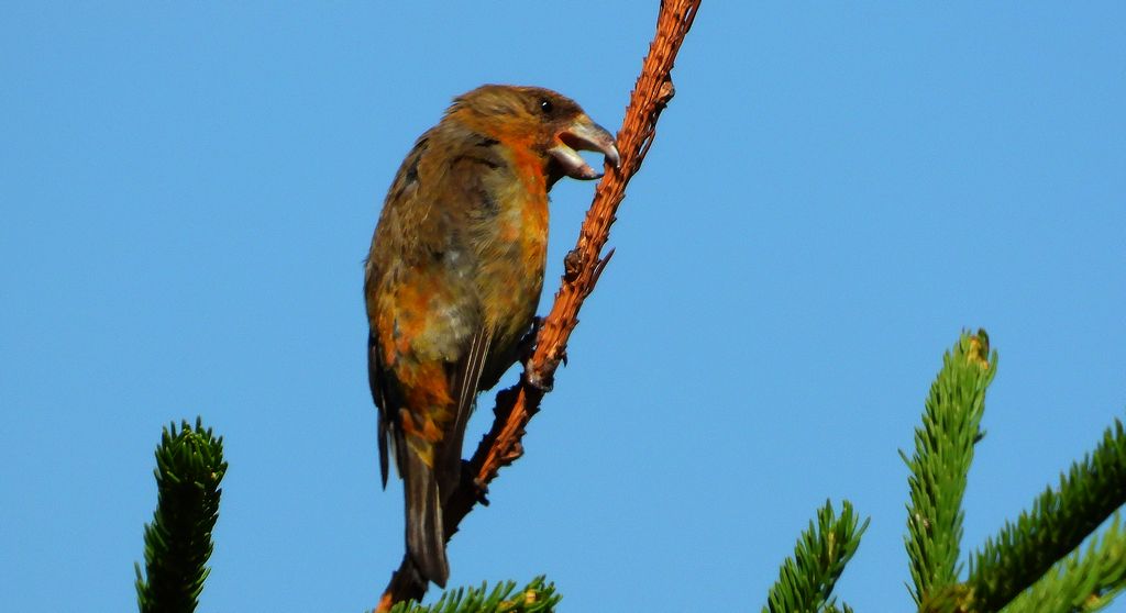 Krzyżodziób świerkowy (Loxia curvirostra)
