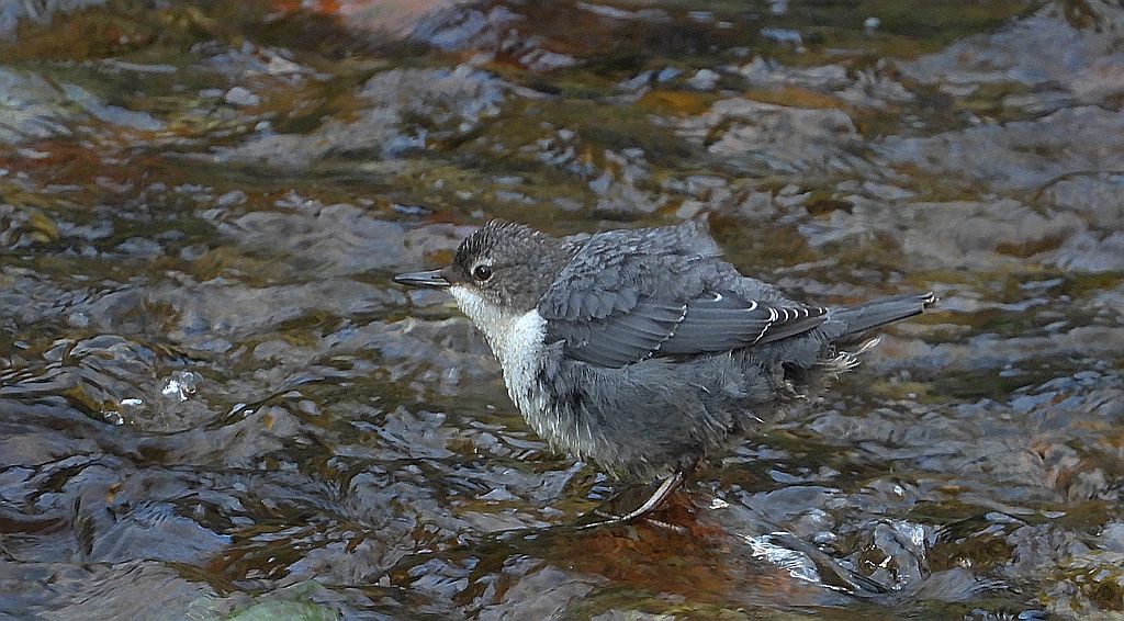 Pluszcz, pluszcz zwyczajny (Cinclus cinclus)