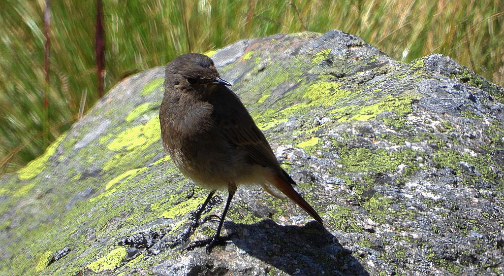 Kopciuszek (Phoenicurus ochruros)