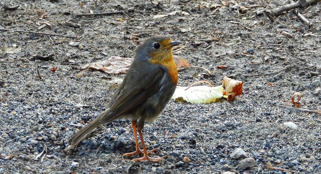 Rudzik, rudzik zwyczajny, raszka (Erithacus rubecula)
