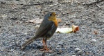 Rudzik, rudzik zwyczajny, raszka (Erithacus rubecula)