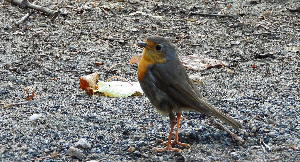 Rudzik, rudzik zwyczajny, raszka (Erithacus rubecula)