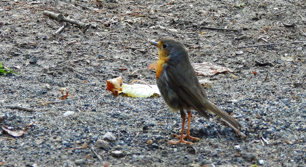 Rudzik, rudzik zwyczajny, raszka (Erithacus rubecula)
