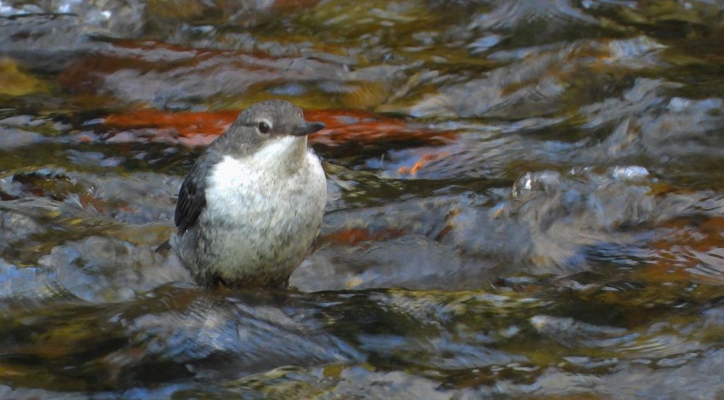 Pluszcz, pluszcz zwyczajny (Cinclus cinclus)