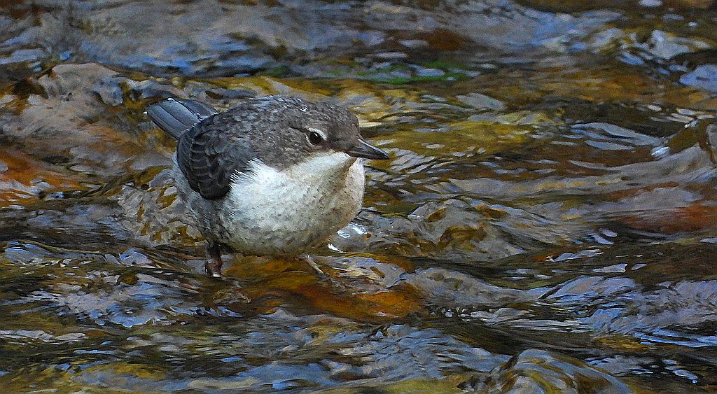 Pluszcz, pluszcz zwyczajny (Cinclus cinclus)