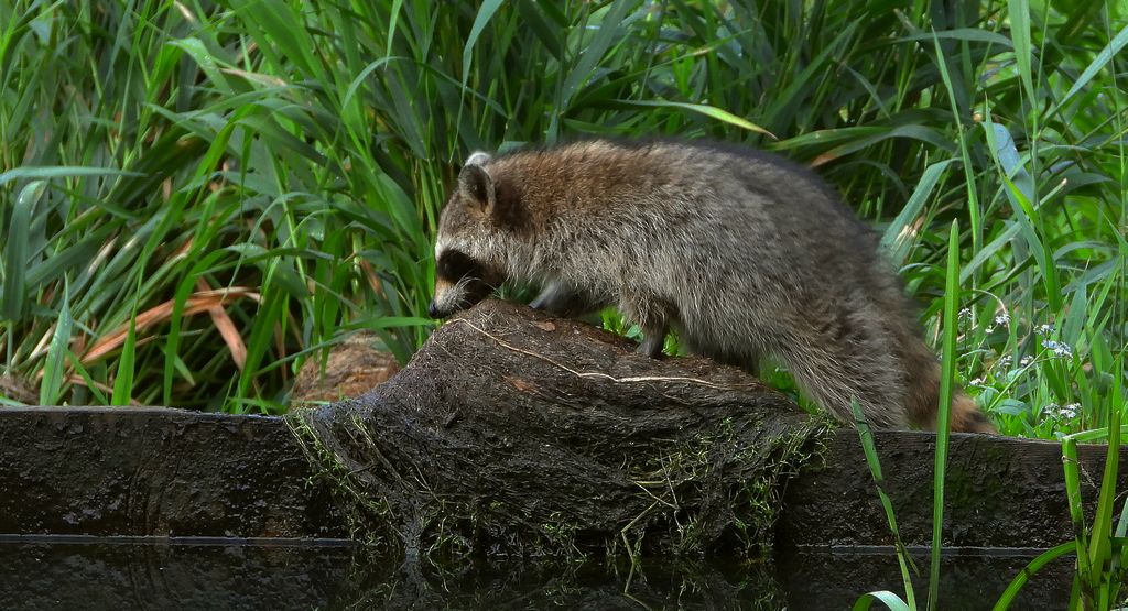 Szop pracz, szop amerykański (Procyon lotor)