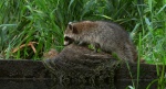 Szop pracz, szop amerykański (Procyon lotor)