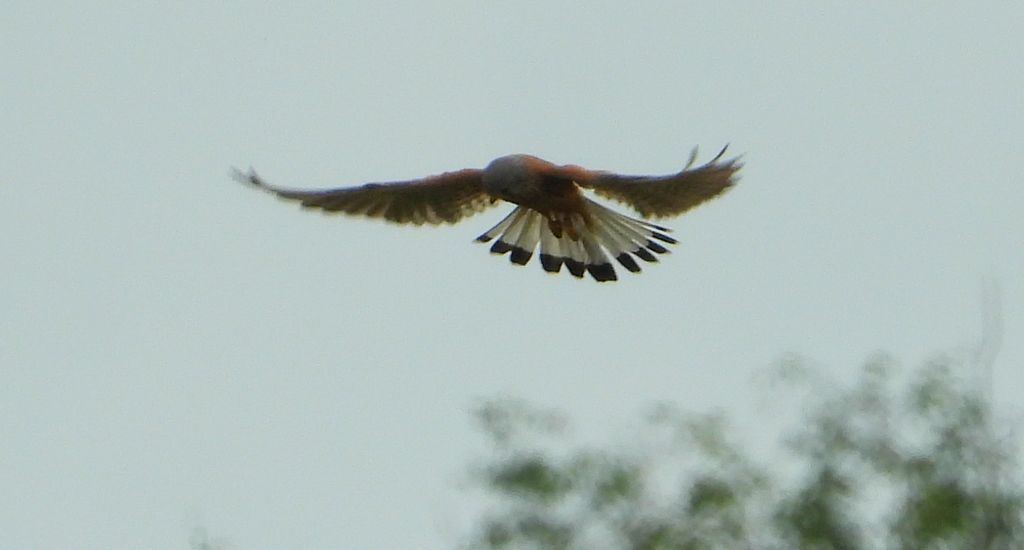 Pustułka, sokół pustułka (Falco tinnunculus)