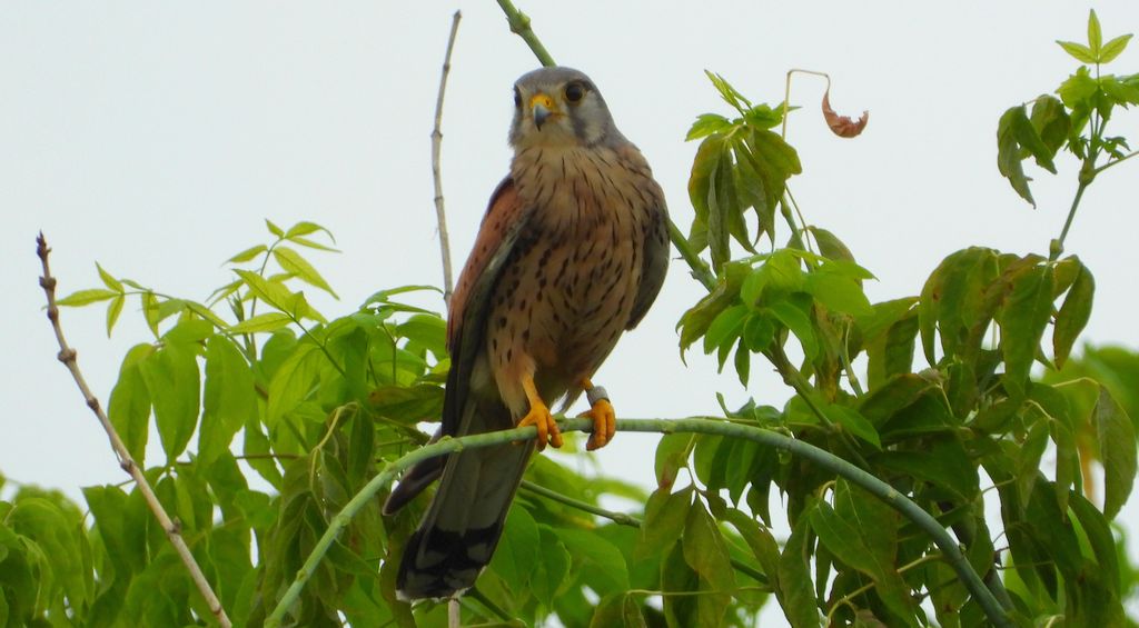 Pustułka, sokół pustułka (Falco tinnunculus)