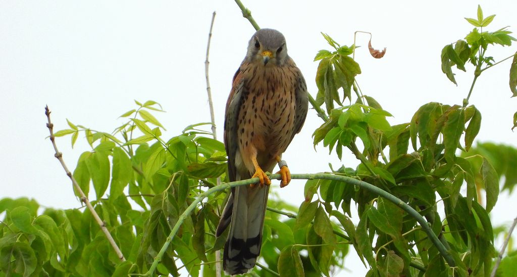 Pustułka, sokół pustułka (Falco tinnunculus)