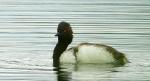 Perkoz zausznik, zausznik (Podiceps nigricollis)