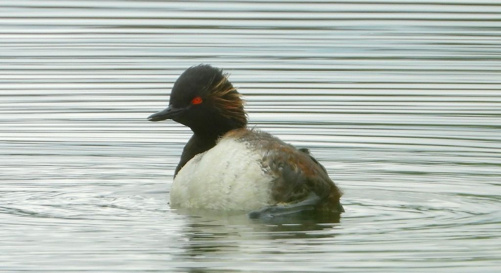 Perkoz zausznik, zausznik (Podiceps nigricollis)