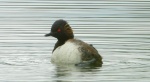 Perkoz zausznik, zausznik (Podiceps nigricollis)