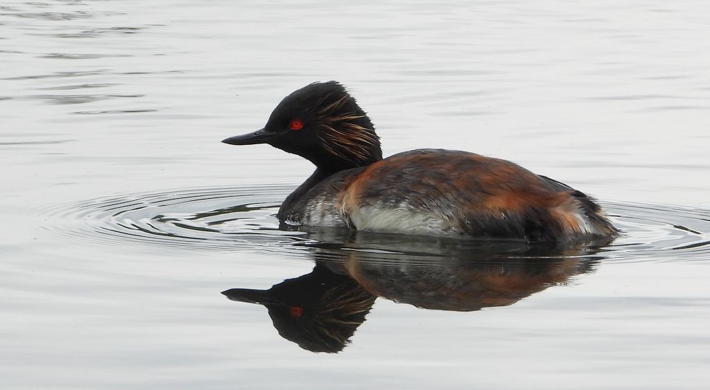 Perkoz zausznik, zausznik (Podiceps nigricollis)