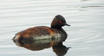 Perkoz zausznik, zausznik (Podiceps nigricollis)