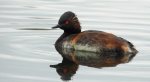 Perkoz zausznik, zausznik (Podiceps nigricollis)
